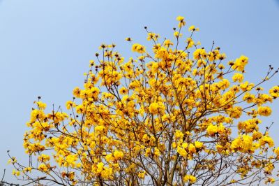 赏花一日游