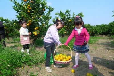 【团队出游咨询】山重古村落赏油菜花、田园骑行、后坊摘芦柑1日游